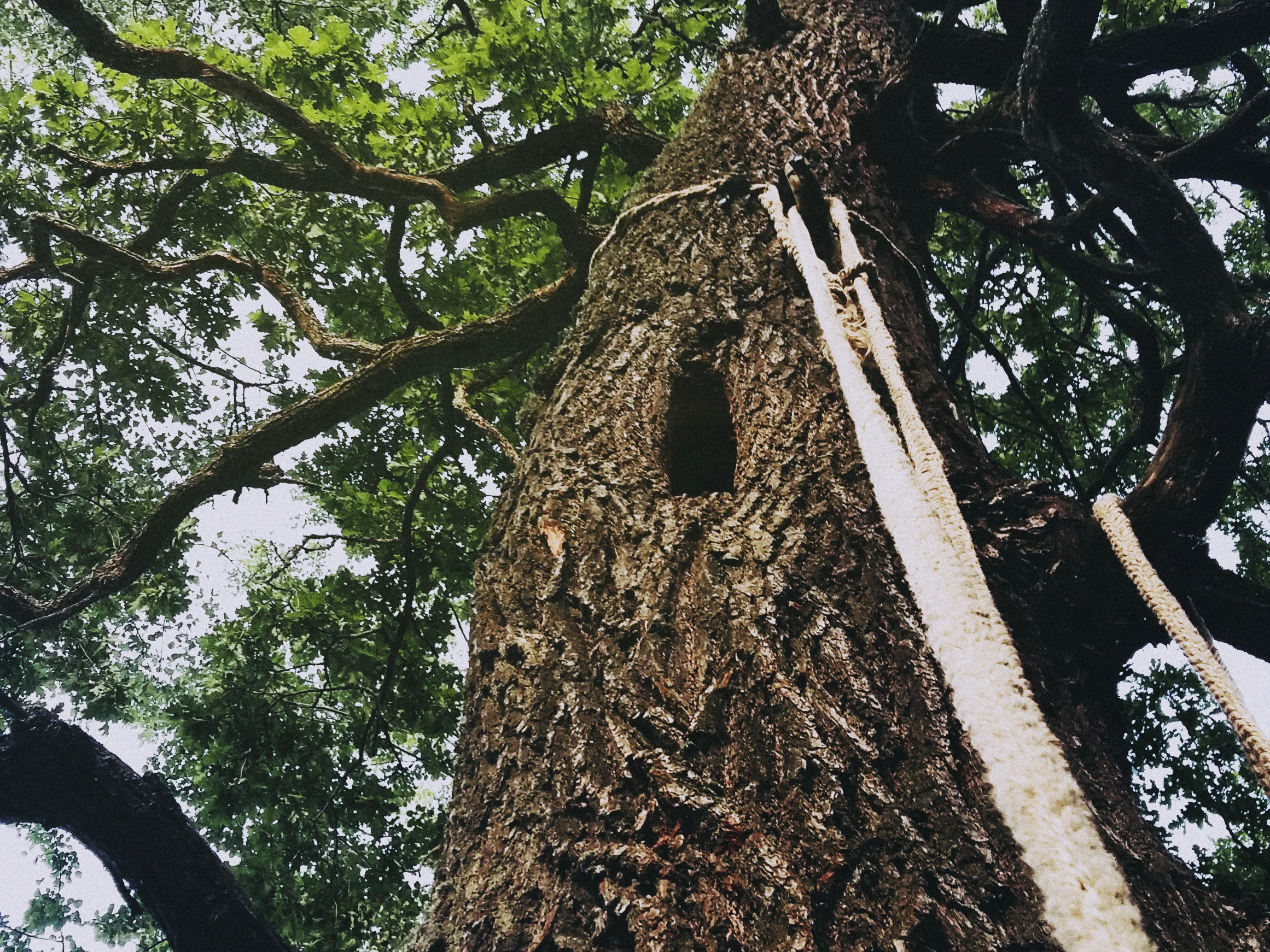 Борць у дубе