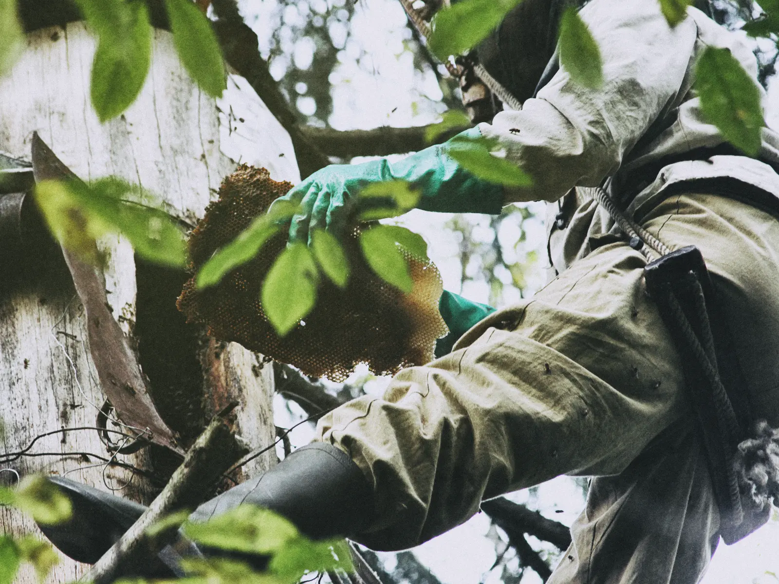 Бортнік глядзіць пчол