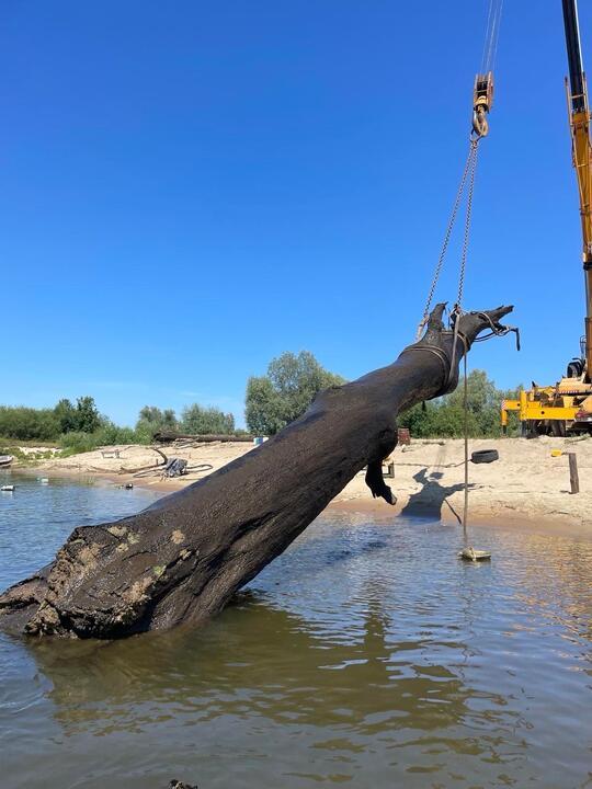 Пад'ём моранага дуба з Сожа